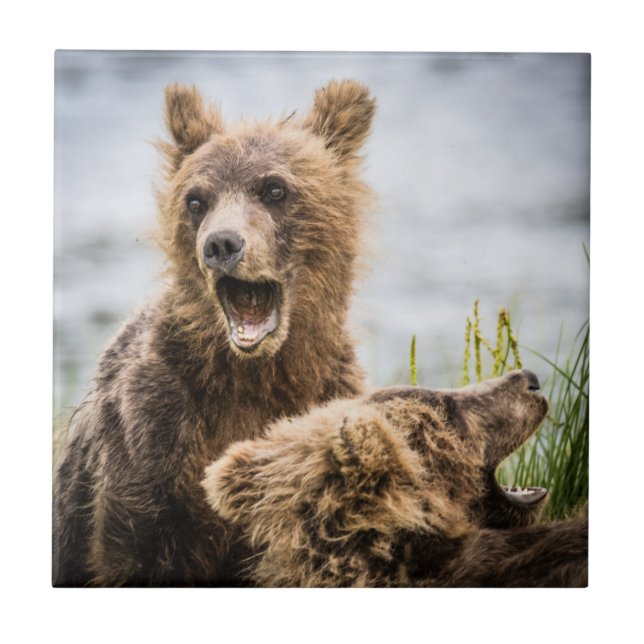 Azulejo De Cerâmica Cubos Grizzly Procurando Sua Mãe (Frente)