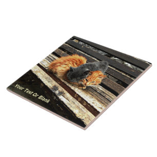 Azulejo De Cerâmica Cuecas Catnap