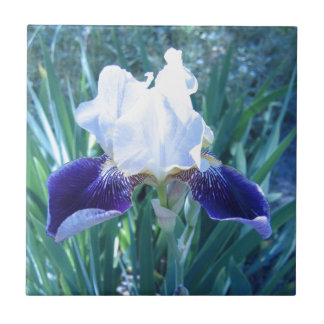 Azulejo De Cerâmica Cultivar Mary Todd da íris farpada