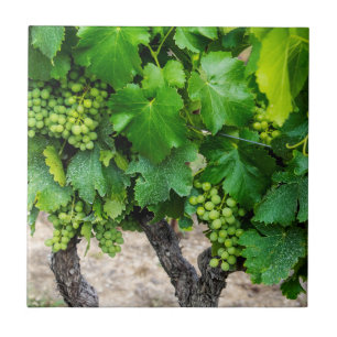 Azulejo De Cerâmica Cultivo de Uvas para Vinho, França