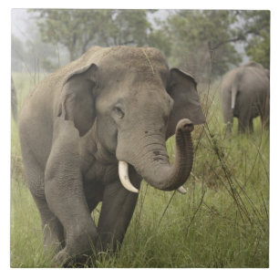 Azulejo De Cerâmica Cumprimento de Elefante Asiático Indiano