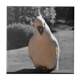 Azulejo De Cerâmica Curioso Cacatua de Crista Amarela