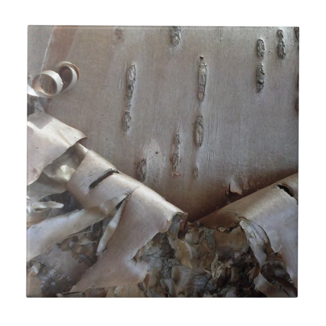 Azulejo De Cerâmica Curly Birch Bark Tree Rustic (Frente)