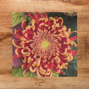 Azulejo De Cerâmica Curva Vermelha e Amarela Chrysanthemum Floral