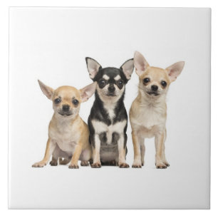 Azulejo De Cerâmica Cute Chihuahua Puppies