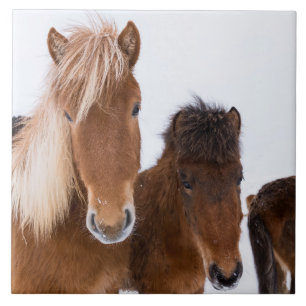 Azulejo De Cerâmica Cute Icelandic Horses Together