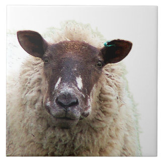 AZULEJO DE CERÂMICA  CUTE SHEEP