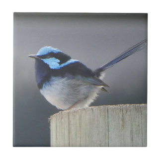 Azulejo De Cerâmica Cute Superb Fairywren 