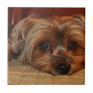 Azulejo De Cerâmica Cute yorkshire terrier dog, yorkie