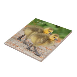 Azulejo De Cerâmica Cuteness on Parade: Canadá Goslings