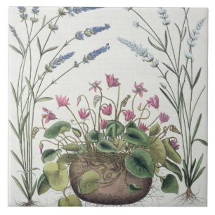 Azulejo De Cerâmica Cyclamen e lavanda: 1.Cyclamen Romanum; 2.Spica