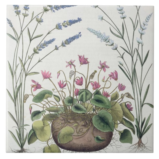 Azulejo De Cerâmica Cyclamen e lavanda: 1.Cyclamen Romanum; 2.Spica (Frente)
