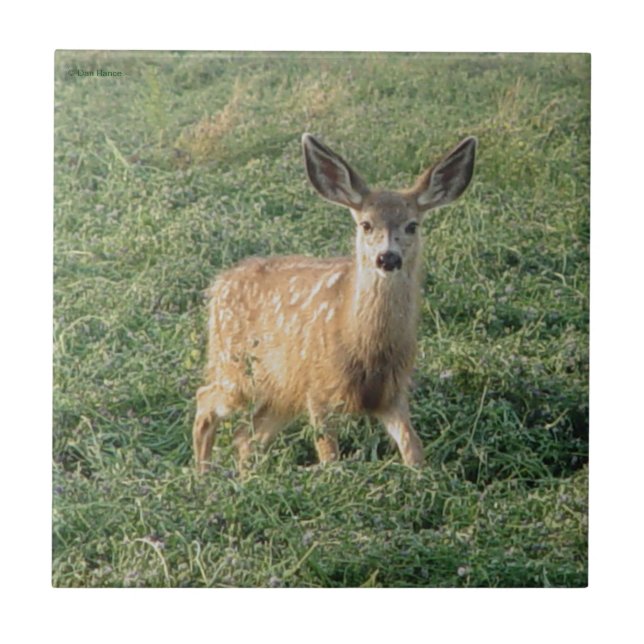 Azulejo De Cerâmica D19 Mule Deer Fawn (Frente)