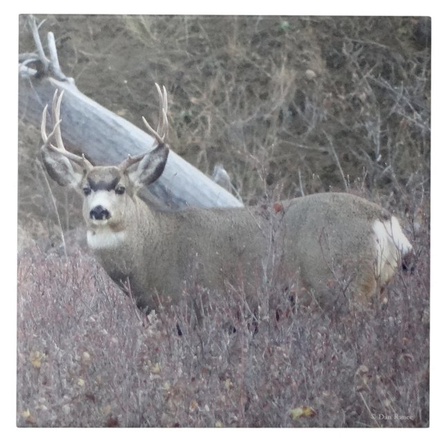 Azulejo De Cerâmica D32 Veado Mulo Macho (Frente)