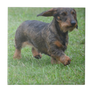 Azulejo De Cerâmica Dachshund de cabelo do fio