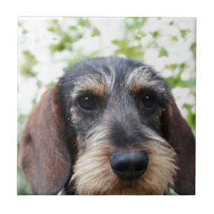 Azulejo De Cerâmica Dachshund de cabelo do fio diminuto