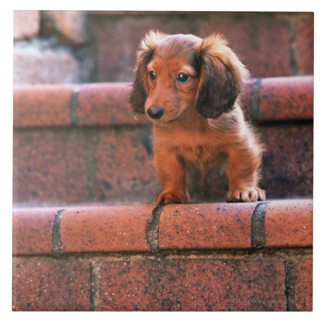 Azulejo De Cerâmica Dachshund diminuto (Frente)