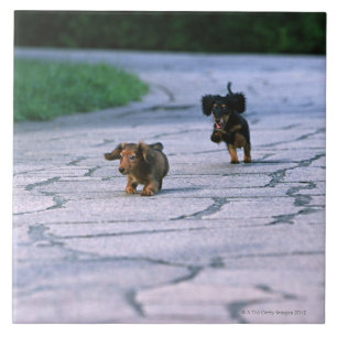 Azulejo De Cerâmica Dachshund diminuto 3
