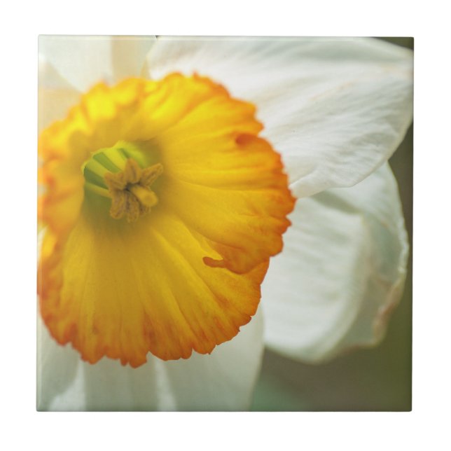Azulejo De Cerâmica Daffodil (Frente)