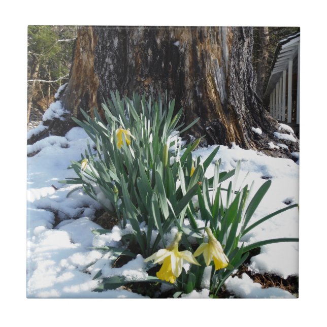 Azulejo De Cerâmica Daffodilos amarelos na neve (Frente)