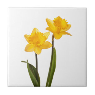 Azulejo De Cerâmica Daffodils amarelos no branco - vazio da flor do