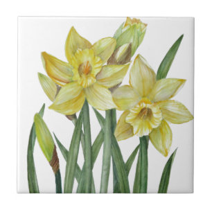 Azulejo De Cerâmica Daffodils De Aquarela Ilustração De Retrato De Flo