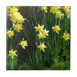 Azulejo De Cerâmica Daffodils do primavera