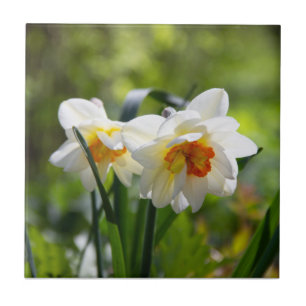 Azulejo De Cerâmica Daffodils fodils fodils primavera