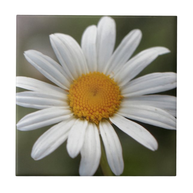 Azulejo De Cerâmica Daisy (Frente)