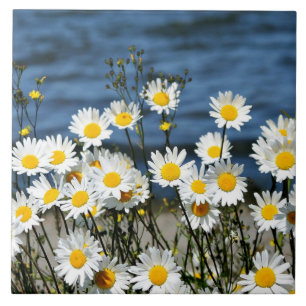 Azulejo De Cerâmica Daisy-Daisy