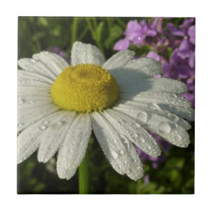Azulejo De Cerâmica Daisy e Summer Lilac
