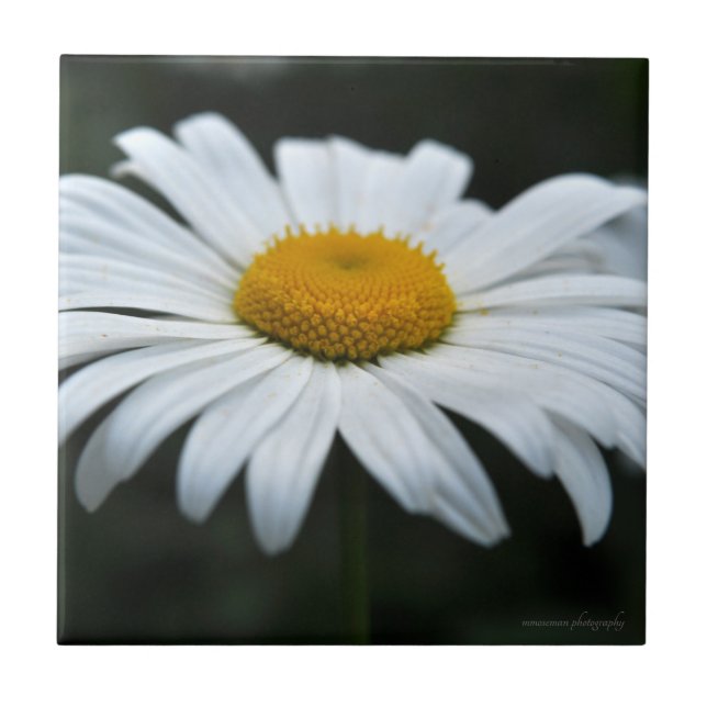 Azulejo De Cerâmica Daisy - Enfrentar (Frente)