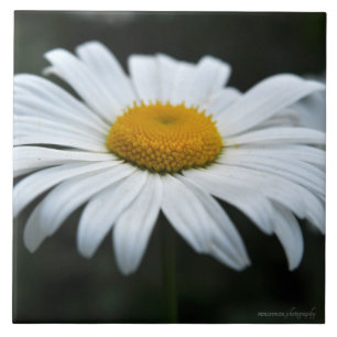 Azulejo De Cerâmica Daisy - Enfrentar