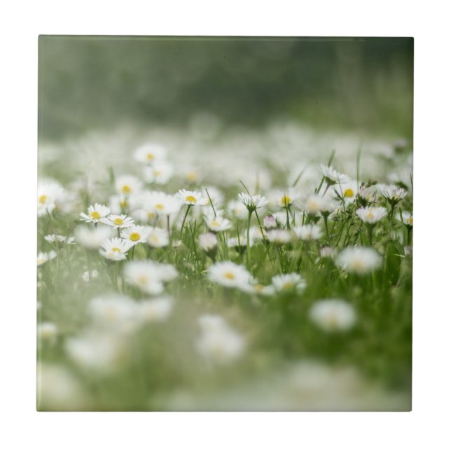 Azulejo De Cerâmica Daisy Meadow (Frente)