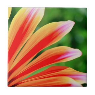 Azulejo De Cerâmica Daisy Petals