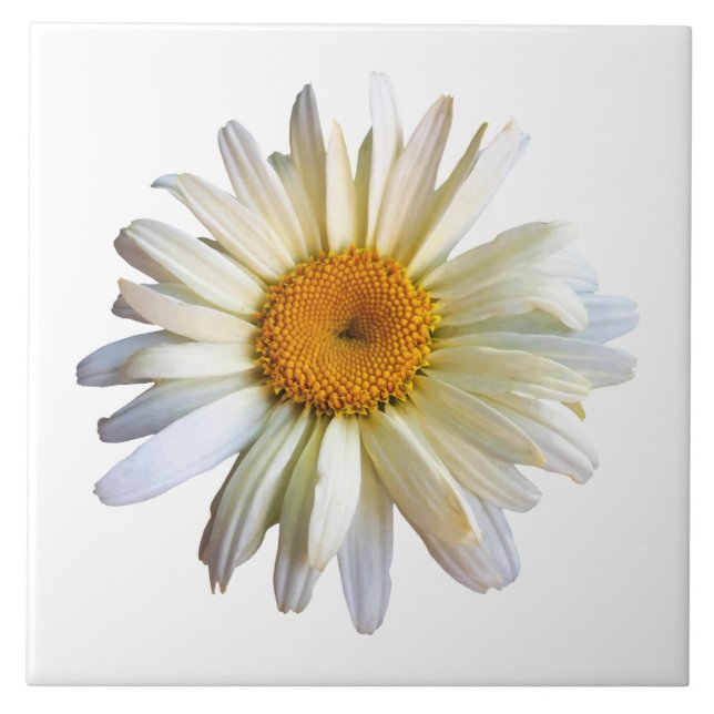 Azulejo De Cerâmica Daisy Procurando (Frente)