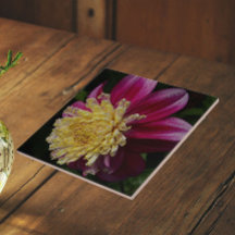 Dália Anêmona Rosa Floral