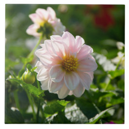 Azulejo De Cerâmica Dália branca na foto do jardim