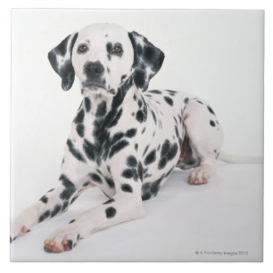 Azulejo De Cerâmica Dalmatian 4