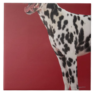 Azulejo De Cerâmica Dalmatian 6