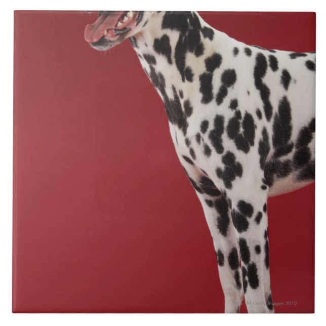 Azulejo De Cerâmica Dalmatian 6 (Frente)