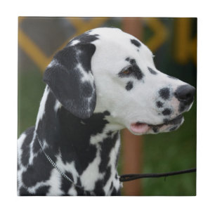Azulejo De Cerâmica Dalmatian adorável