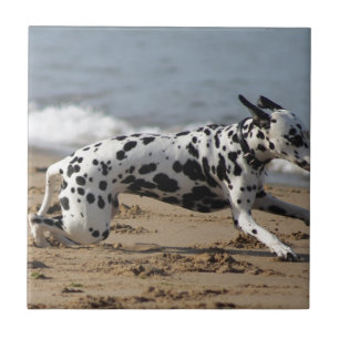 Azulejo De Cerâmica Dalmation