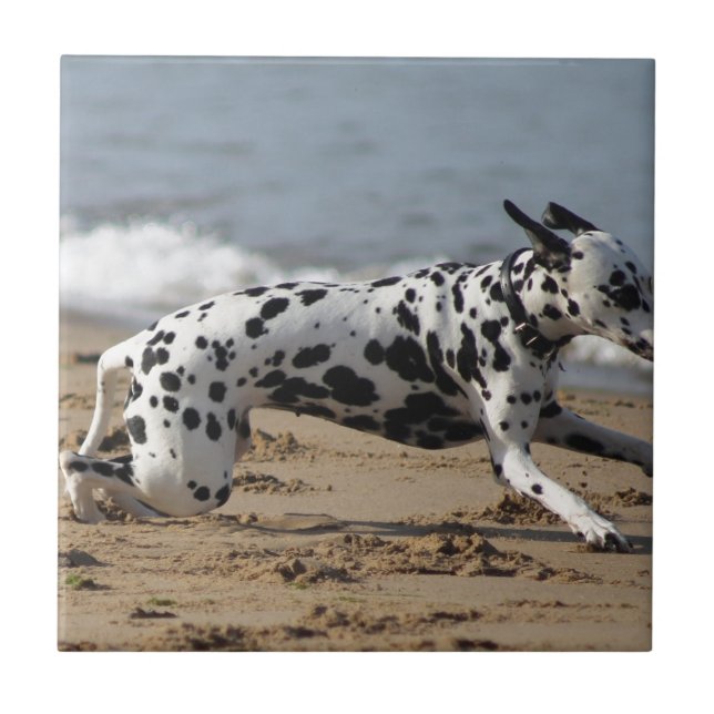 Azulejo De Cerâmica Dalmation (Frente)