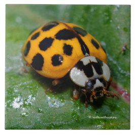 Azulejo De Cerâmica Damasco Amarelo e Preto com 18 Pontas
