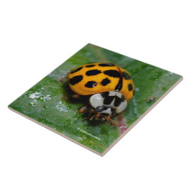 Azulejo De Cerâmica Damasco Amarelo e Preto com 18 Pontas