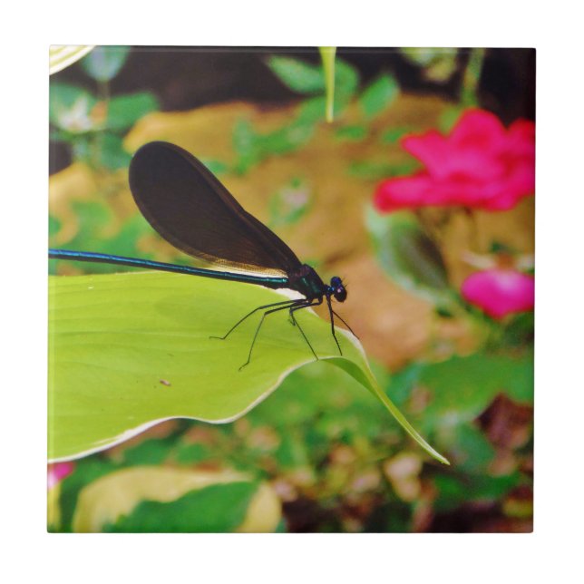 Azulejo De Cerâmica Damselfly e Rosa (Frente)