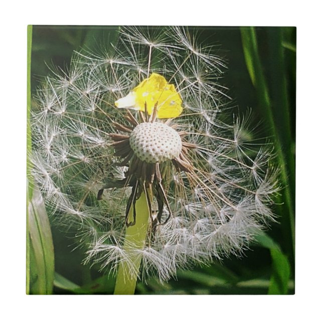 Azulejo De Cerâmica Dandelion (Frente)