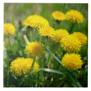 Azulejo De Cerâmica Dandelion Flowers Dandelions Amarelo Verde