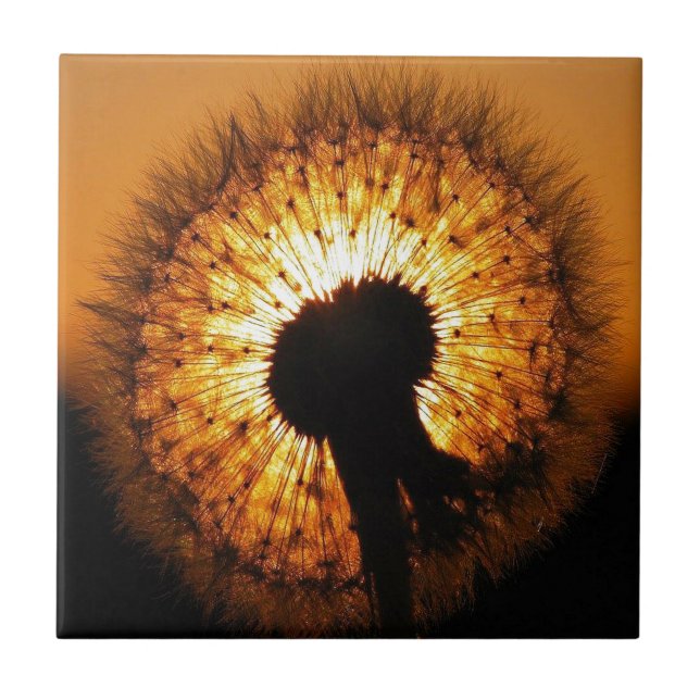 Azulejo De Cerâmica Dandelion no Sunset (Frente)